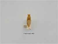 藏品(柑橘害蟲)的圖片